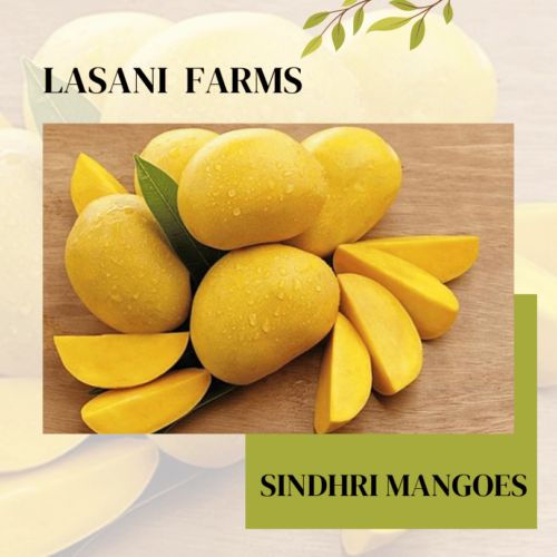 Sindhri Mangoes